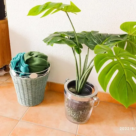 Apartment Douillet *